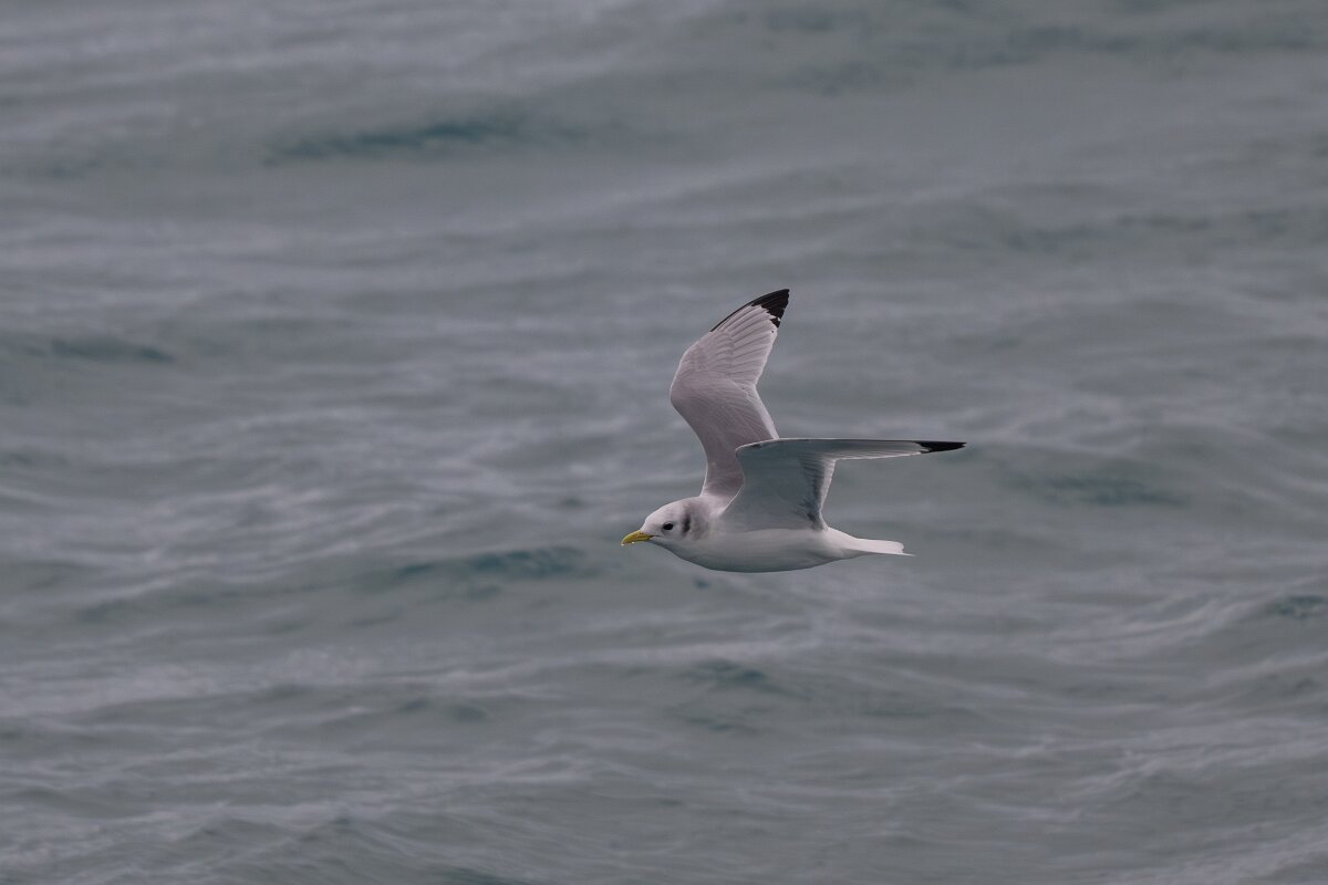 DPPhotography - Iceland - Kittiwake - H.jpg - Kittiwake - Faxaflói Bay