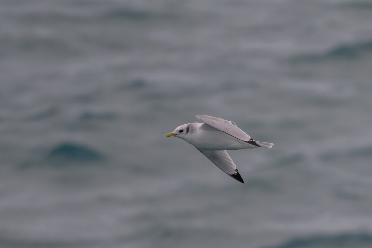 DPPhotography - Iceland - Kittiwake - I.jpg - Kittiwake - Faxaflói Bay