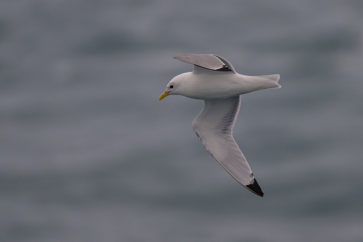 DPPhotography - Iceland - Kittiwake - J.jpg - Kittiwake - Faxaflói Bay