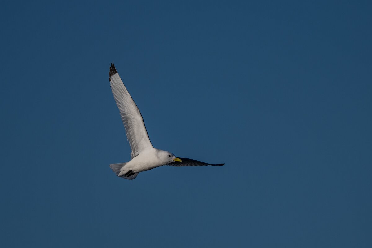 DPPhotography - Iceland - Kittiwake - M.jpg - Kittiwake - Húsavík harbour