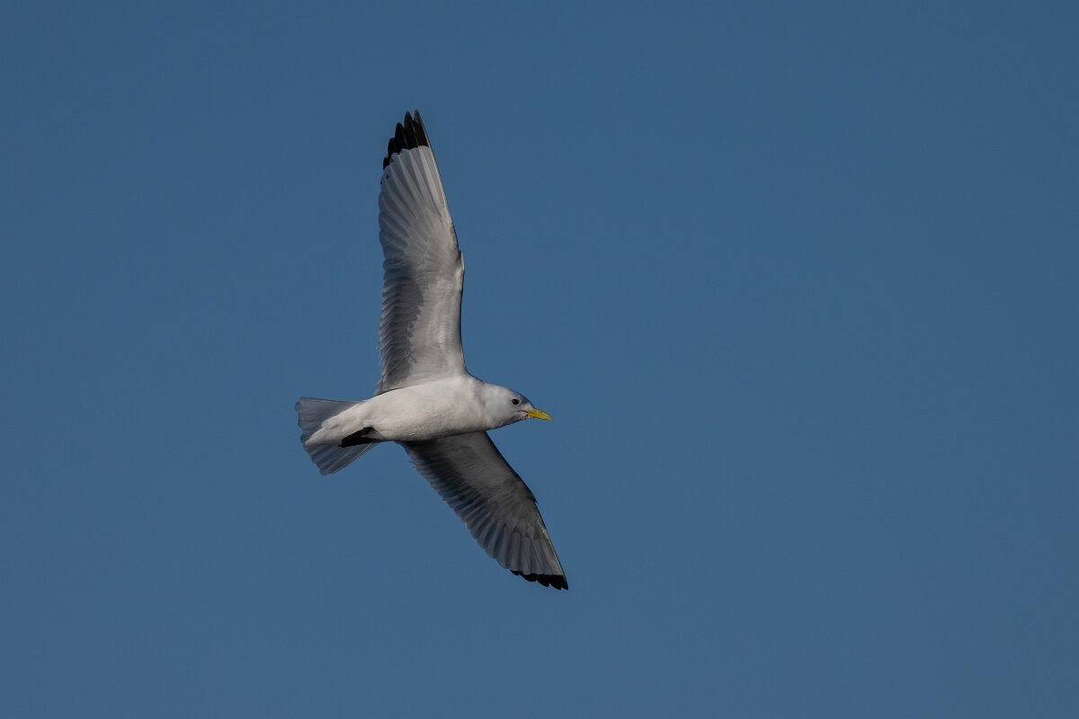 DPPhotography - Iceland - Kittiwake - N.jpg - Kittiwake - Húsavík harbour