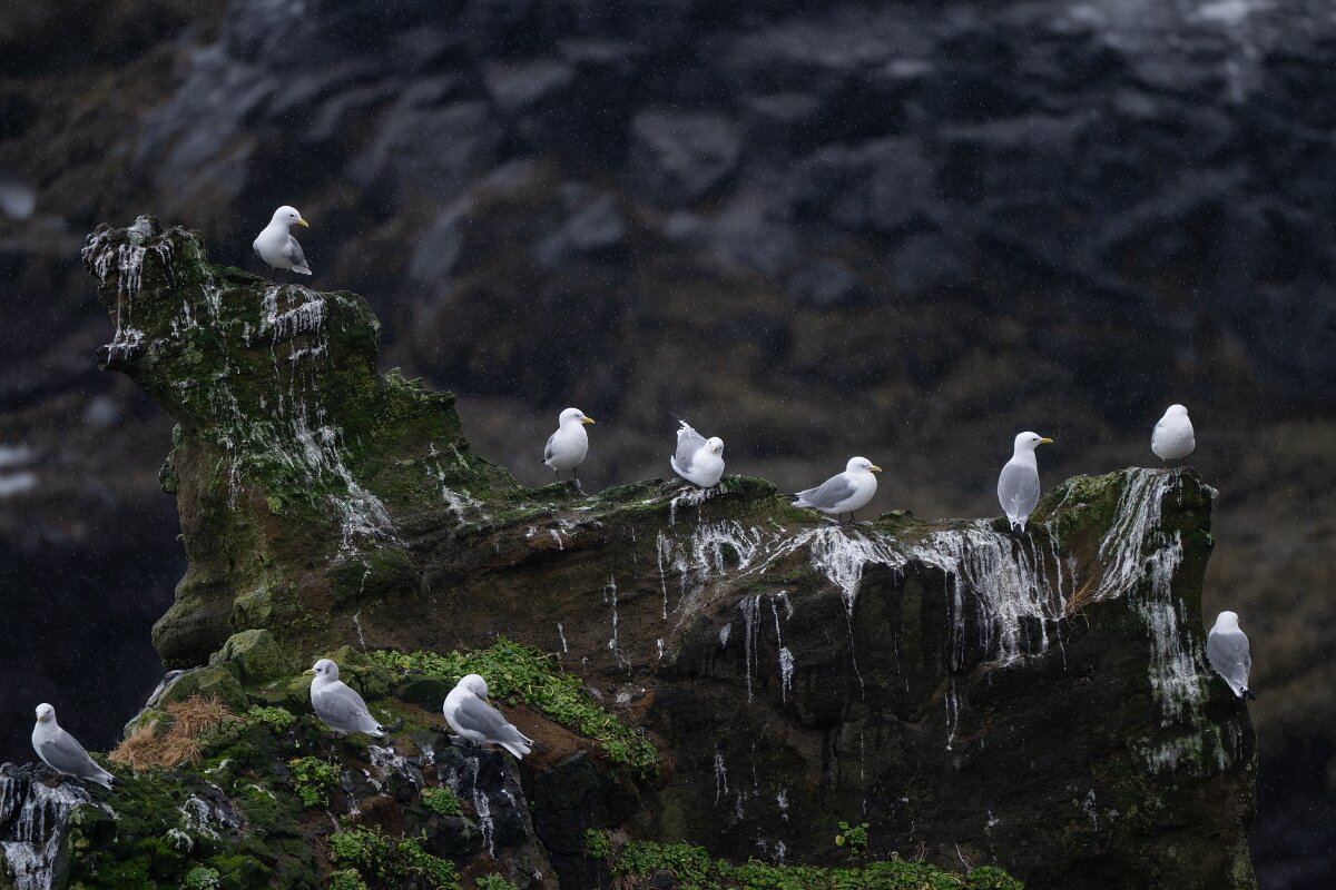 DPPhotography - Iceland - Kittiwake - O.jpg - Kittiwake colony - Lóndrangar