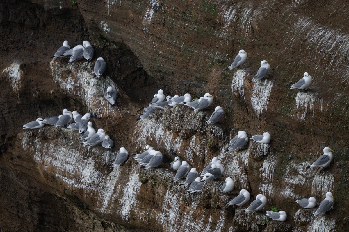 DPPhotography - Iceland - Kittiwake - P.jpg - Kittiwake colony - Lóndrangar