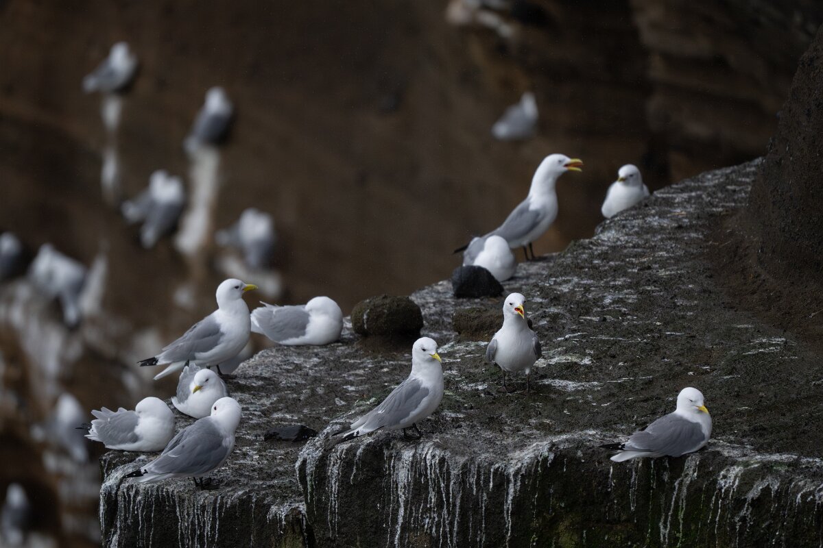 DPPhotography - Iceland - Kittiwake - Q.jpg - Kittiwake colony - Lóndrangar