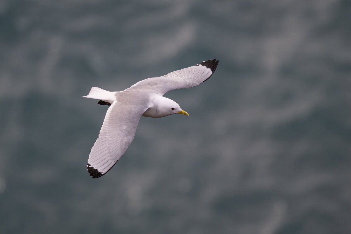 DPPhotography - Iceland - Kittiwake - R.jpg - Kittiwake - Lóndrangar