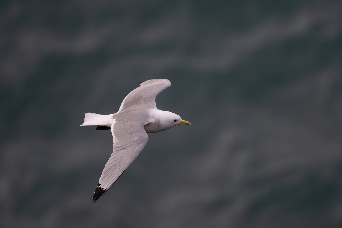 DPPhotography - Iceland - Kittiwake - S.jpg - Kittiwake - Lóndrangar