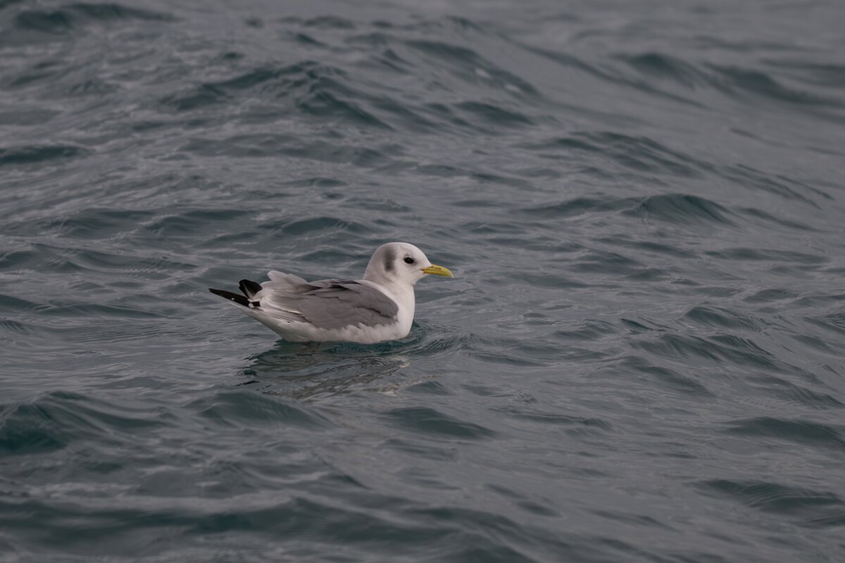 DPPhotography - Iceland - Kittiwake - T.jpg - Kittiwake - Ólafsvík