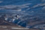 DPPhotography - Iceland - Kittiwake - A