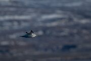 DPPhotography - Iceland - Kittiwake - C