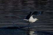 DPPhotography - Iceland - Kittiwake - D