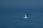 DPPhotography - Iceland - Kittiwake - G