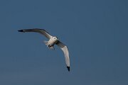 DPPhotography - Iceland - Kittiwake - K