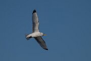 DPPhotography - Iceland - Kittiwake - N