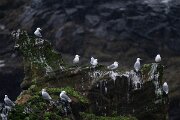 DPPhotography - Iceland - Kittiwake - O
