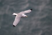 DPPhotography - Iceland - Kittiwake - R