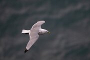 DPPhotography - Iceland - Kittiwake - S
