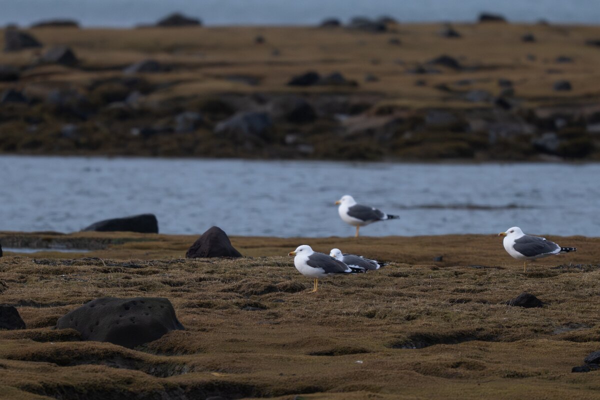 DPPhotography - Iceland - Lesser black-backed gull - A.jpg - Lesser black-backed gull - Álftanes--Hliðsnes