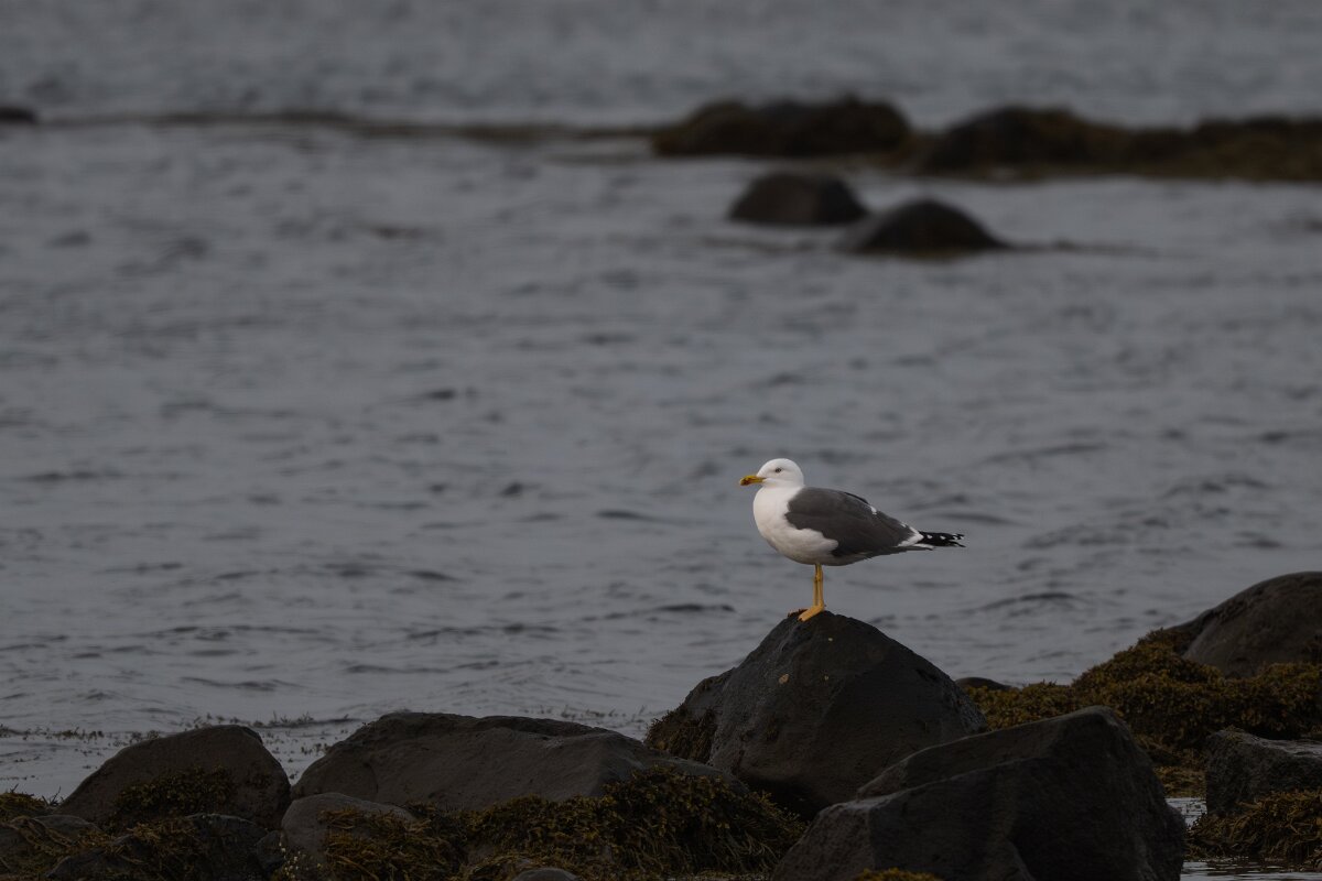 DPPhotography - Iceland - Lesser black-backed gull - B.jpg - Lesser black-backed gull - Álftanes--Hliðsnes