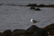 DPPhotography - Iceland - Lesser black-backed gull - B