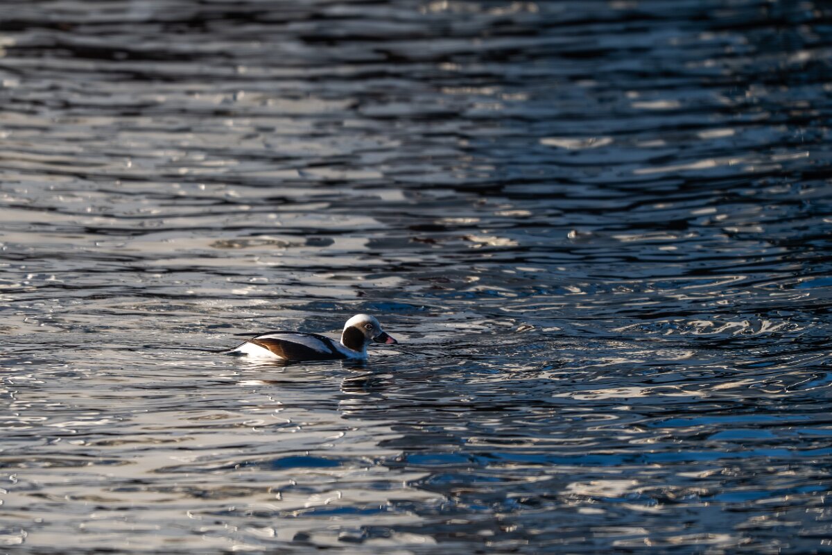 DPPhotography - Iceland - Long-tailed duck - A.jpg - Long-tailed duck, male - Árskógssandur harbour