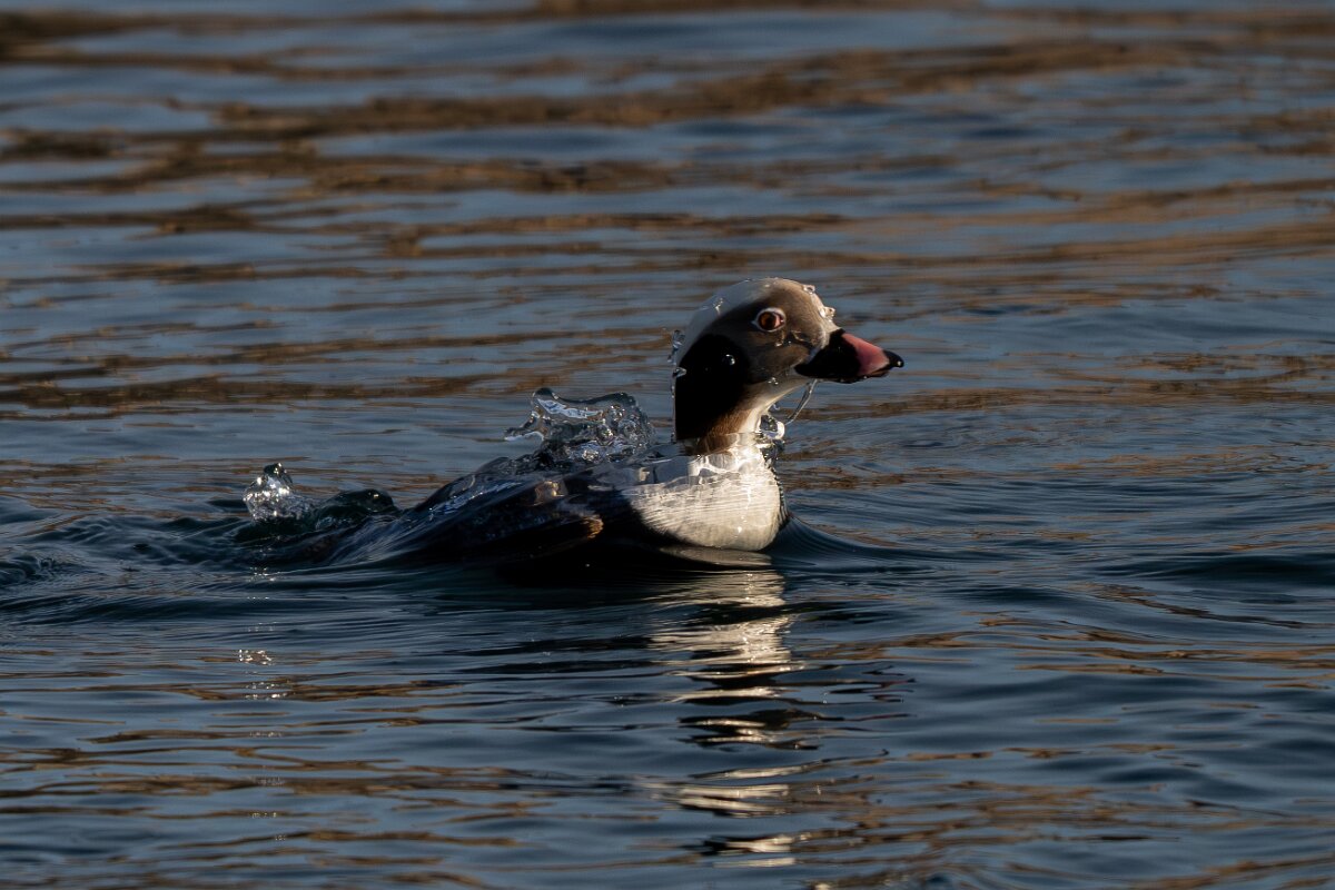 DPPhotography - Iceland - Long-tailed duck - AA.jpg - Long-tailed duck, male - Húsavík harbour