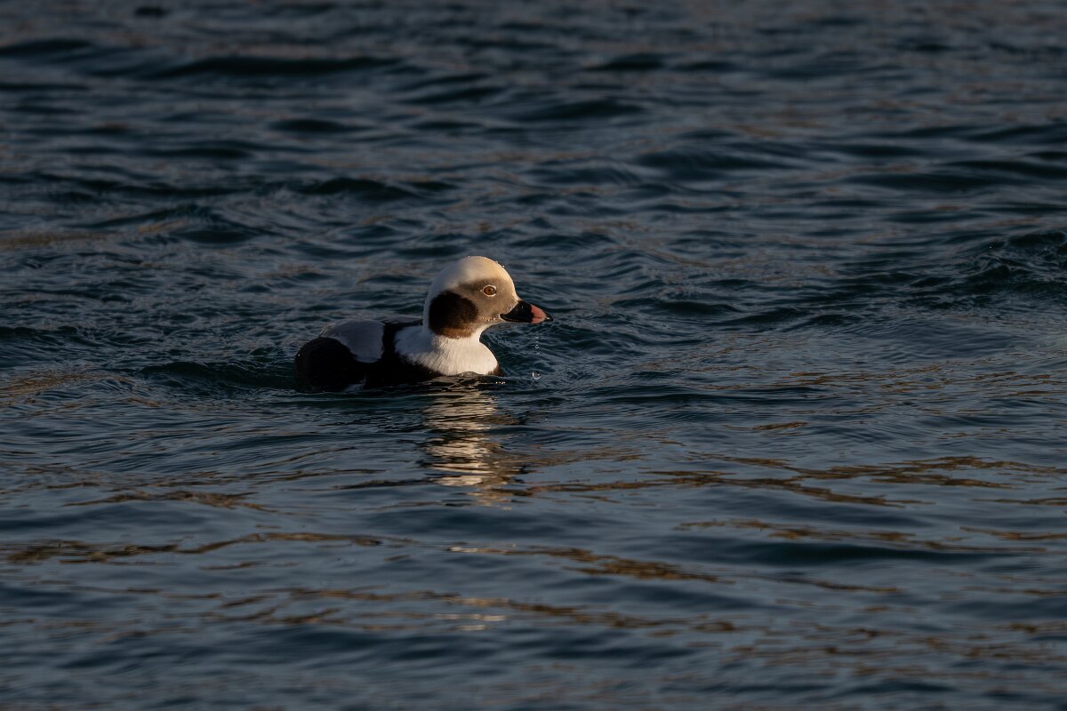 DPPhotography - Iceland - Long-tailed duck - AC.jpg - Long-tailed duck, male - Húsavík harbour