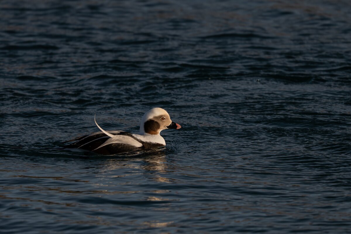 DPPhotography - Iceland - Long-tailed duck - AD.jpg - Long-tailed duck, male - Húsavík harbour