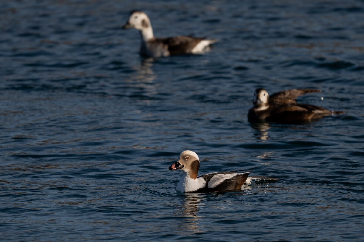 DPPhotography - Iceland - Long-tailed duck - AE.jpg - Long-tailed duck - Húsavík harbour