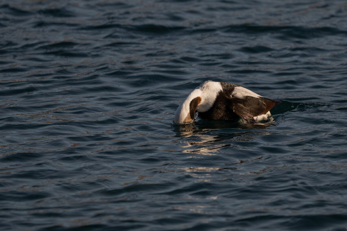 DPPhotography - Iceland - Long-tailed duck - AF.jpg - Long-tailed duck, male diving - Húsavík harbour