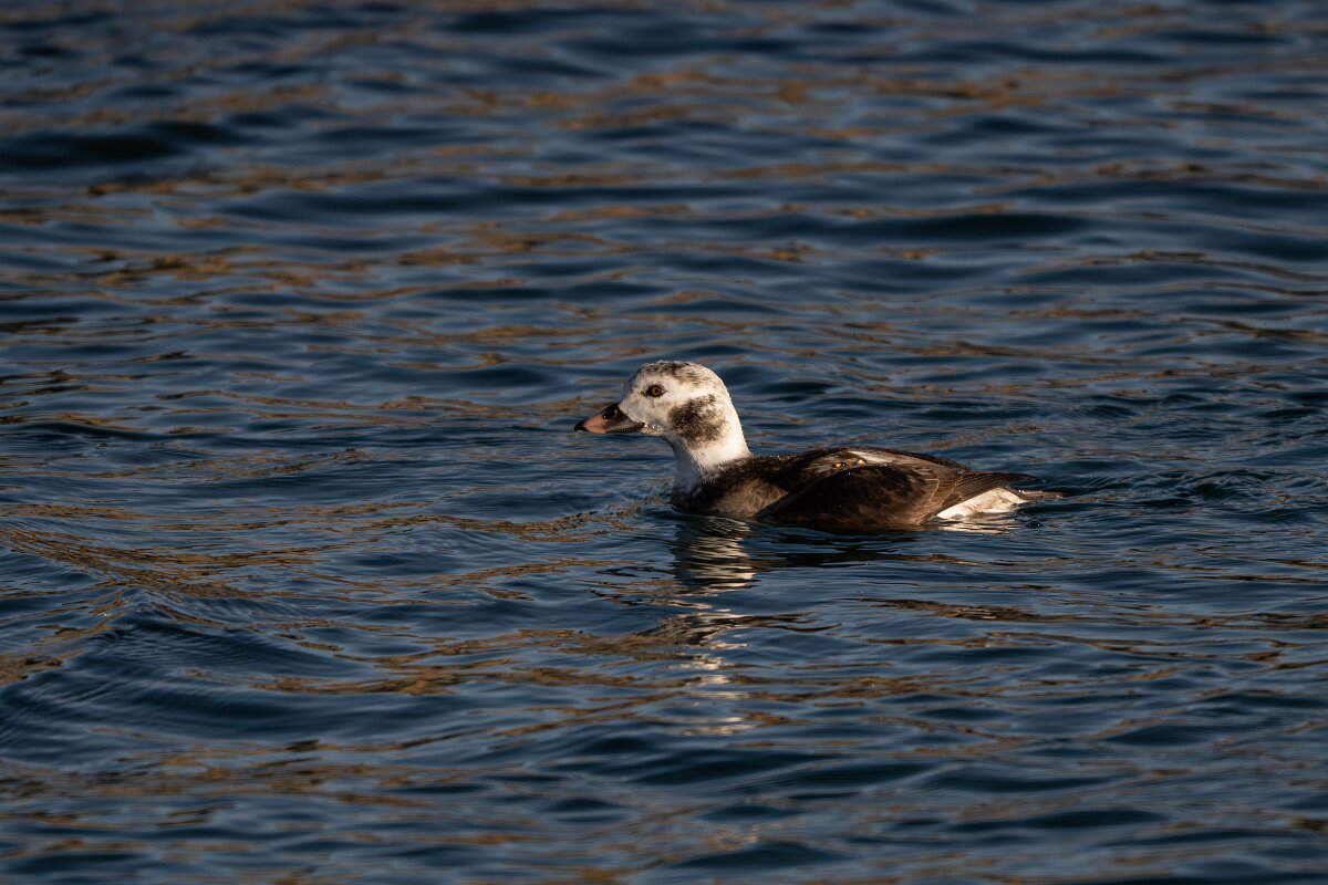 DPPhotography - Iceland - Long-tailed duck - AH.jpg - Long-tailed duck, female - Húsavík harbour