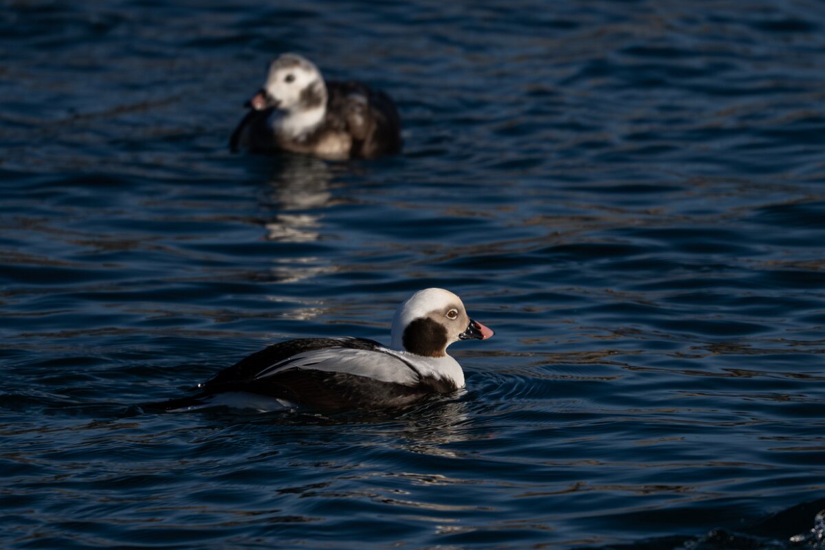 DPPhotography - Iceland - Long-tailed duck - AI.jpg - Long-tailed duck, male - Húsavík harbour