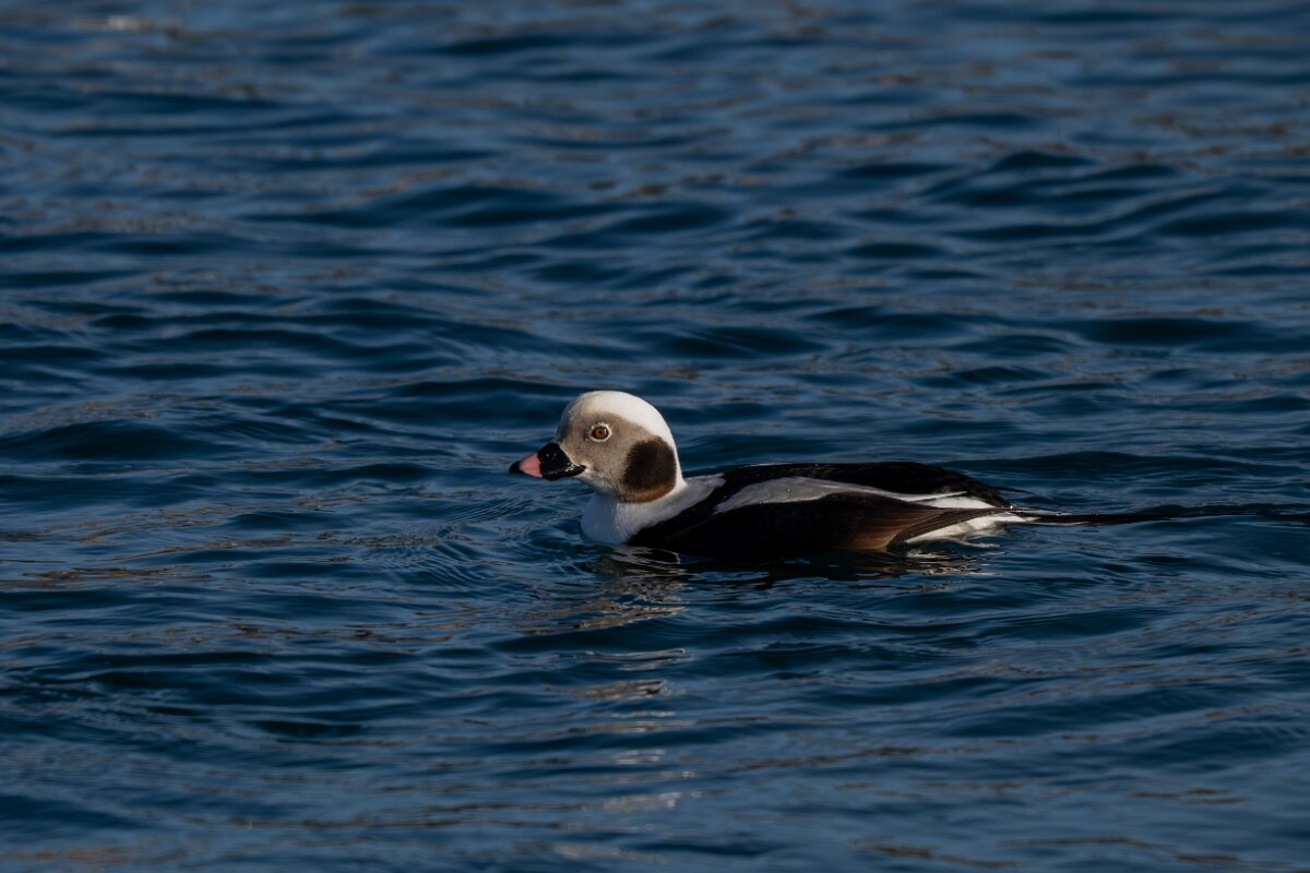 DPPhotography - Iceland - Long-tailed duck - AJ.jpg - Long-tailed duck, male - Húsavík harbour
