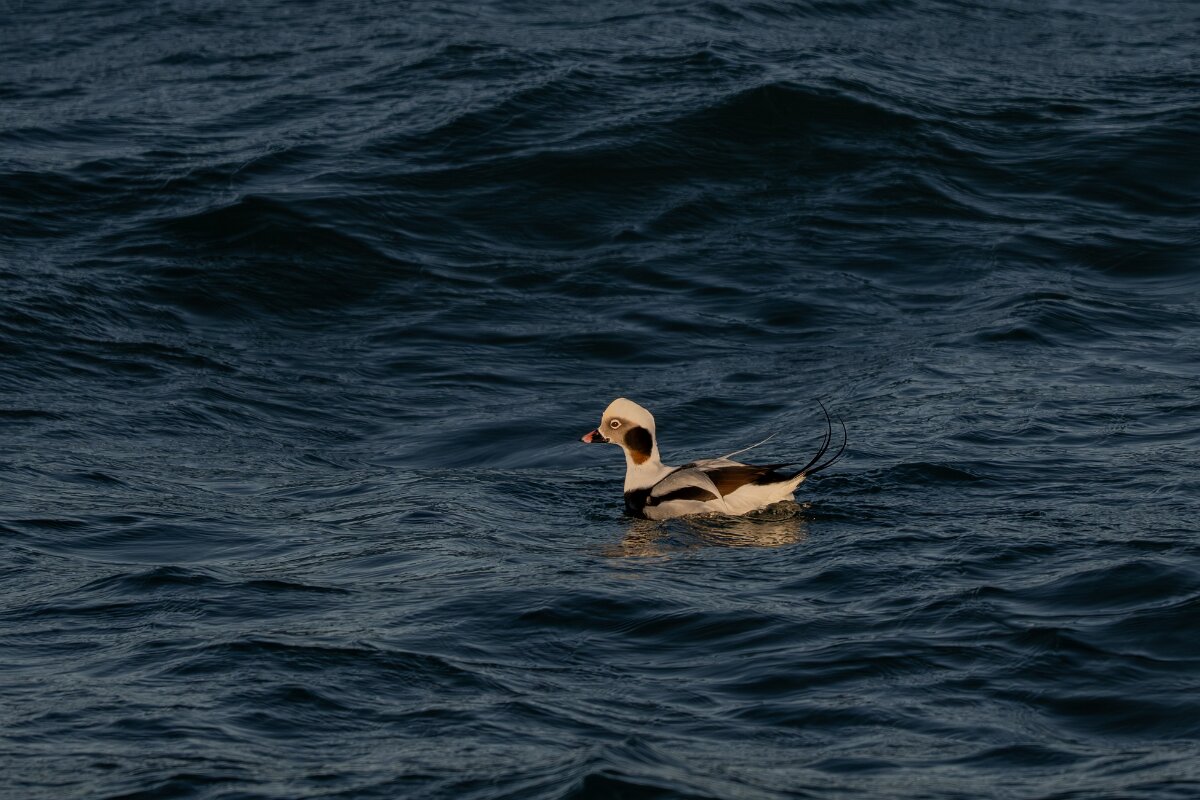 DPPhotography - Iceland - Long-tailed duck - AL.jpg - Long-tailed duck, male - Húsavík harbour