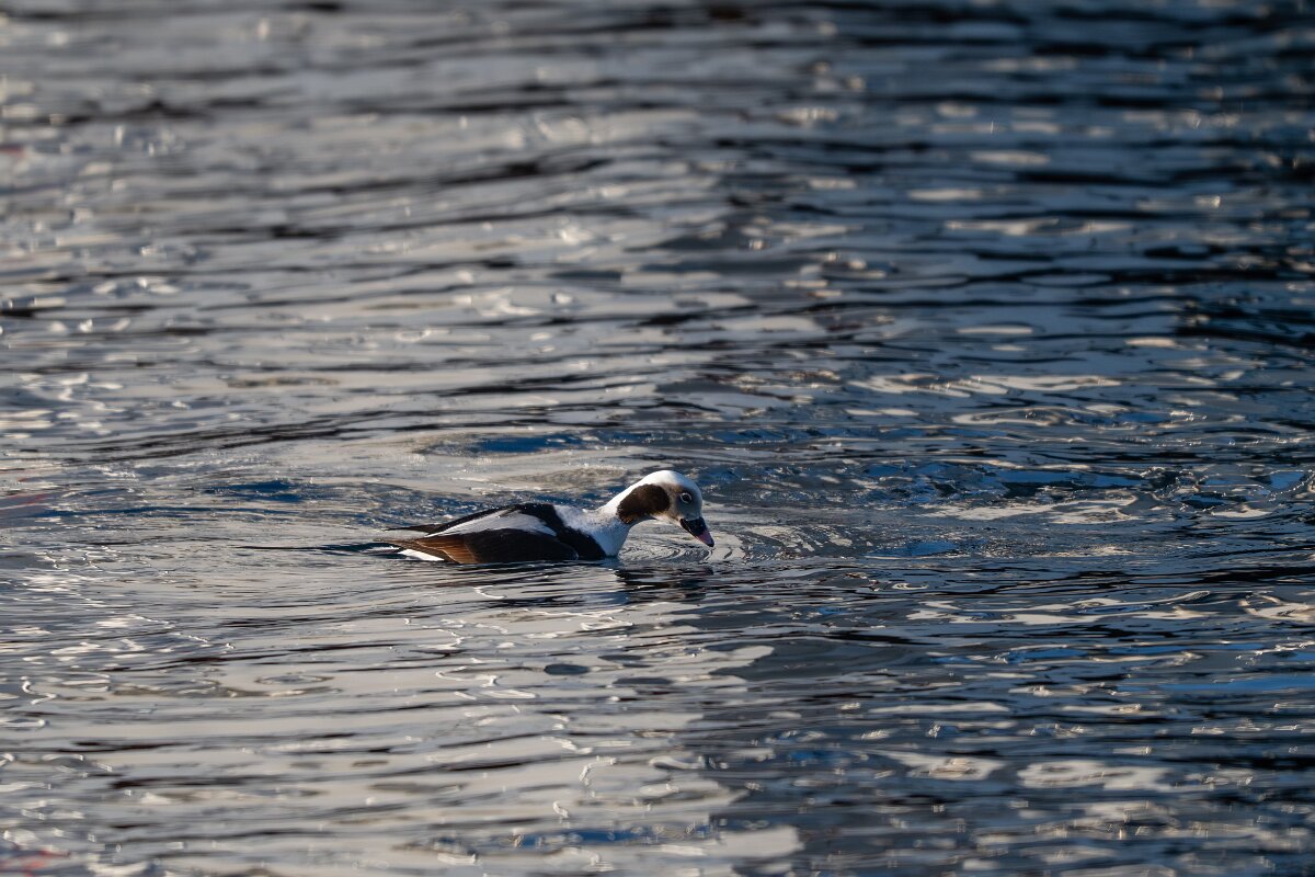 DPPhotography - Iceland - Long-tailed duck - B.jpg - Long-tailed duck, male - Árskógssandur harbour