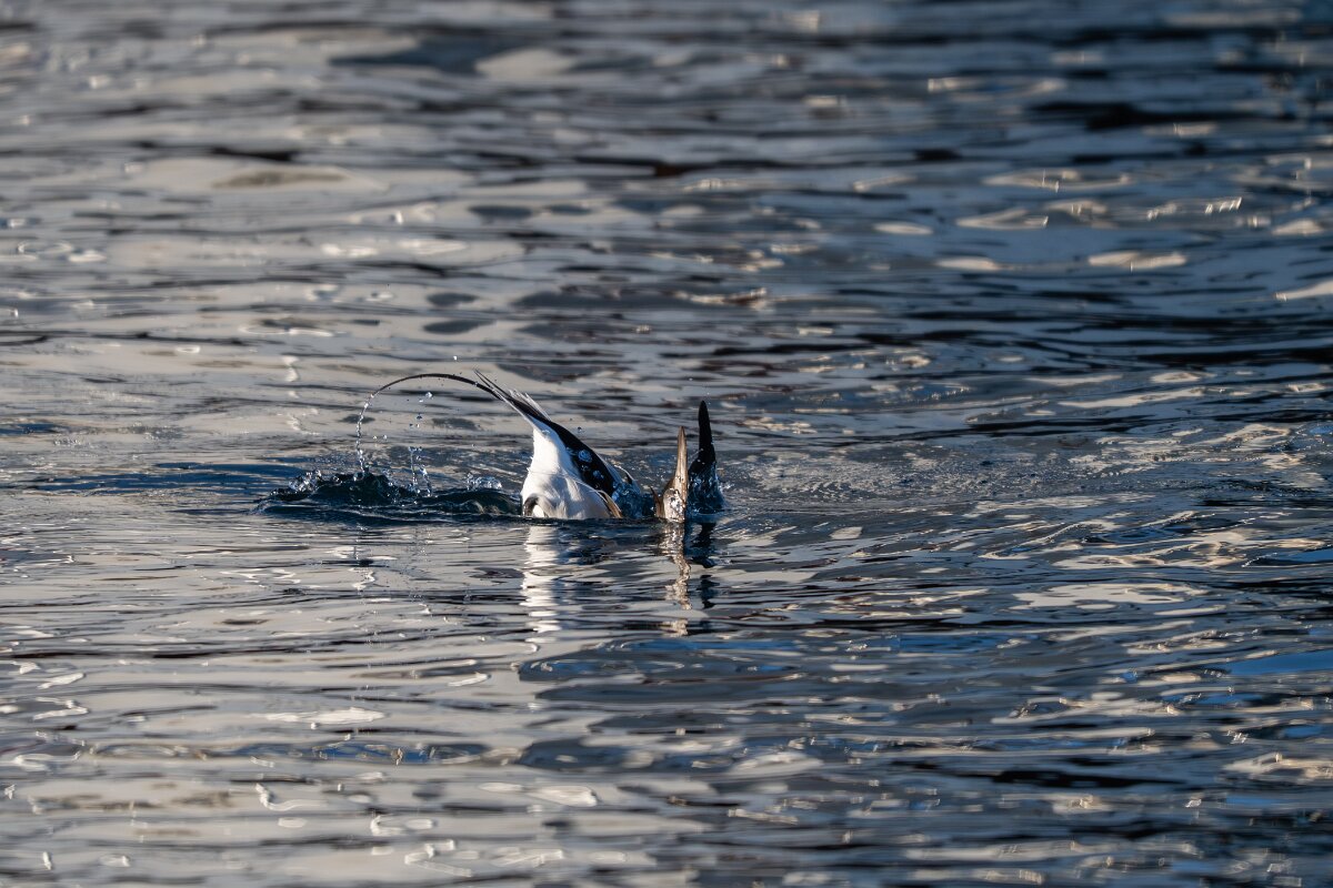 DPPhotography - Iceland - Long-tailed duck - C.jpg - Long-tailed duck, male diving - Árskógssandur harbour