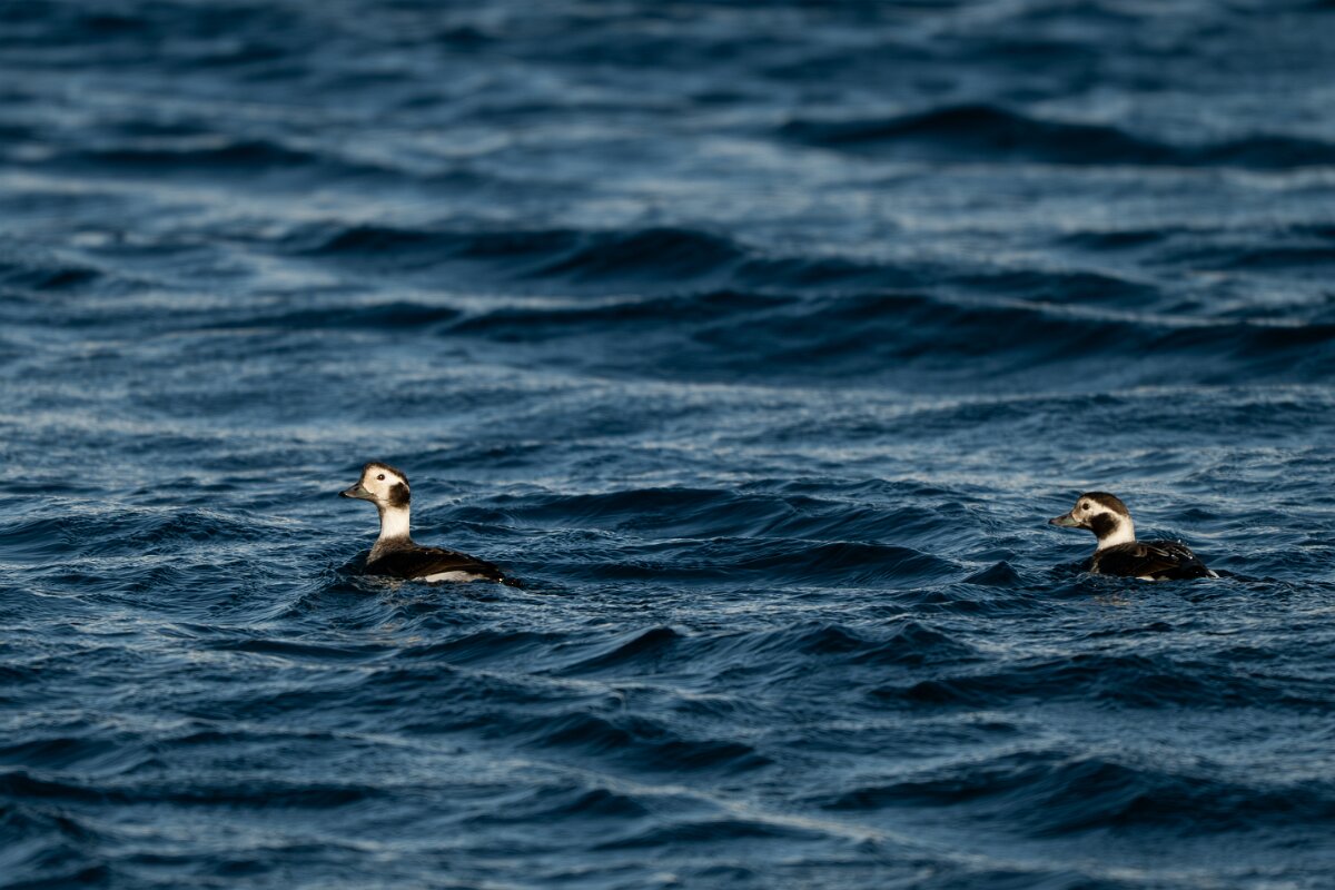 DPPhotography - Iceland - Long-tailed duck - D.jpg - Long-tailed duck - Eyjafjörður,