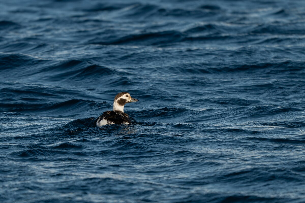 DPPhotography - Iceland - Long-tailed duck - E.jpg - Long-tailed duck - Eyjafjörður,