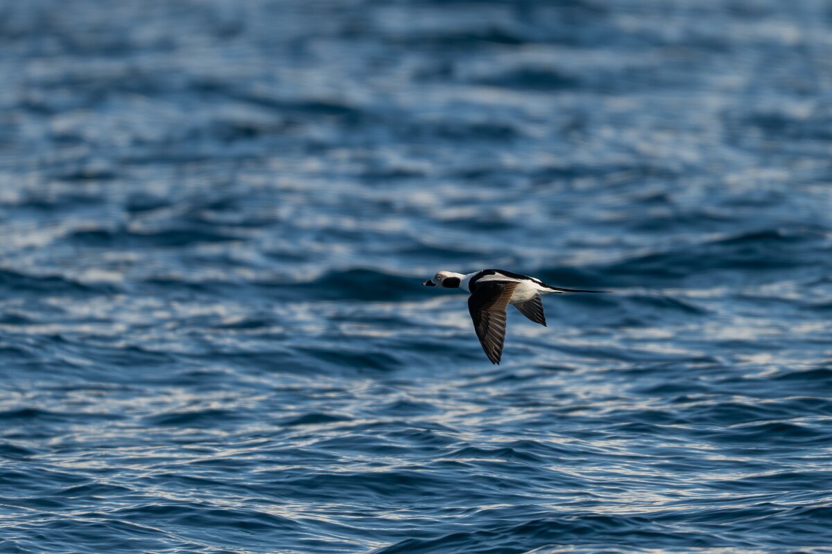 DPPhotography - Iceland - Long-tailed duck - H.jpg - Long-tailed duck - Eyjafjörður,