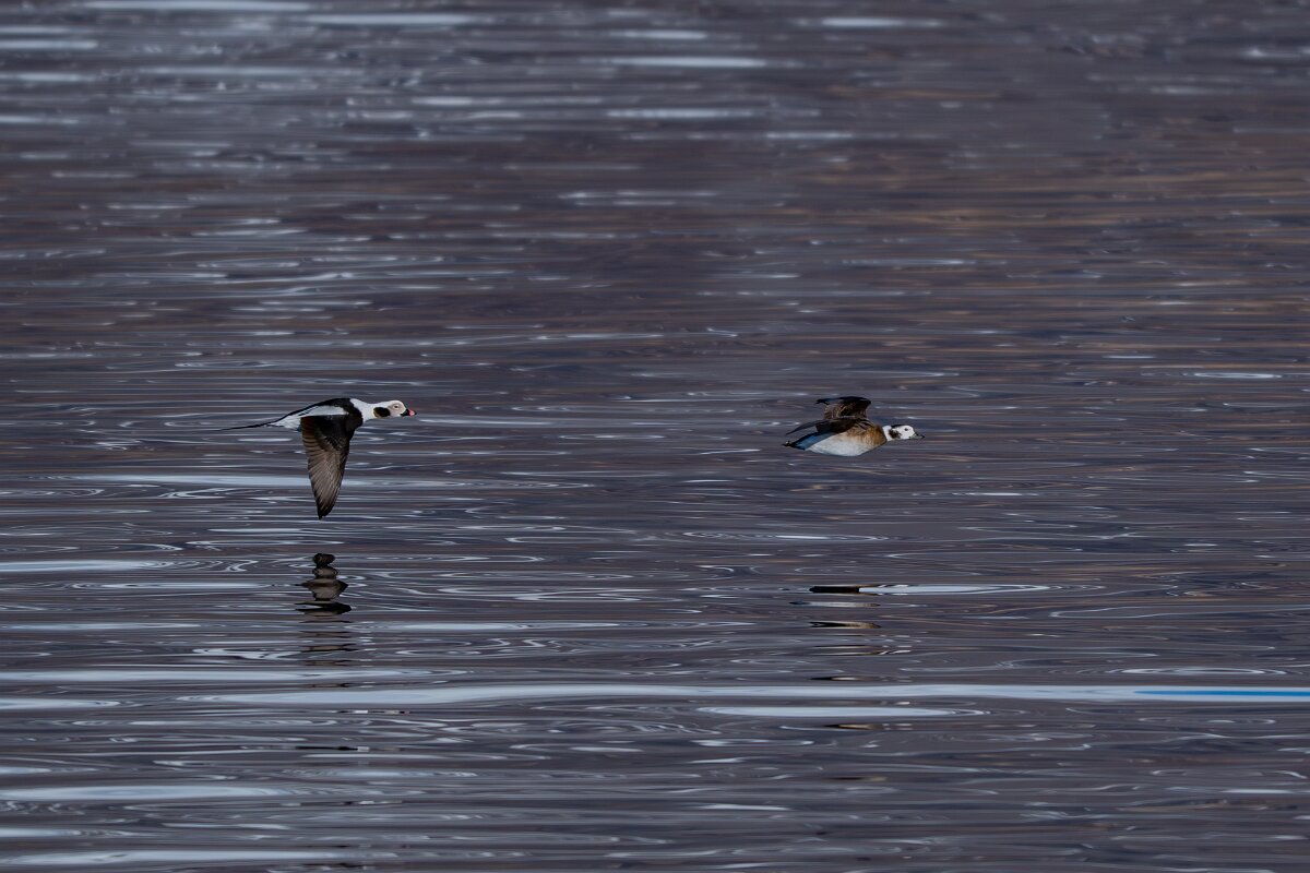 DPPhotography - Iceland - Long-tailed duck - J.jpg - Long-tailed duck flying - Eyjafjörður,