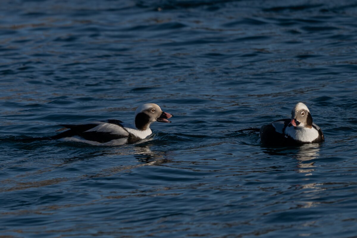 DPPhotography - Iceland - Long-tailed duck - L.jpg - Long-tailed duck, male - Húsavík harbour