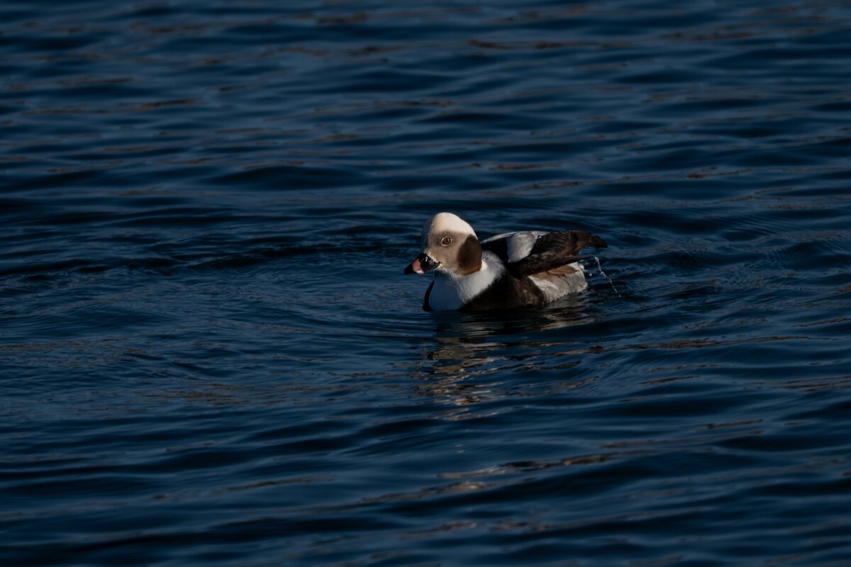 DPPhotography - Iceland - Long-tailed duck - M.jpg - Long-tailed duck, male - Húsavík harbour