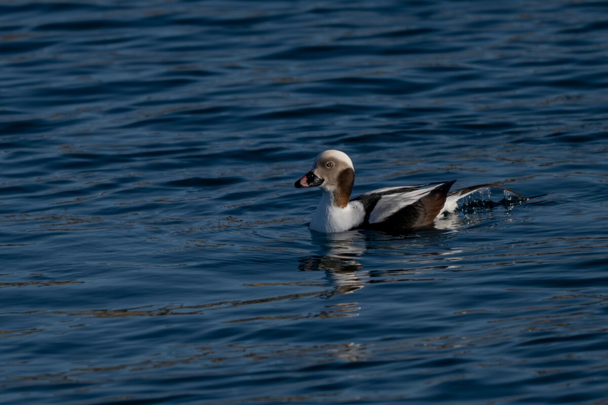 DPPhotography - Iceland - Long-tailed duck - N.jpg - Long-tailed duck, male - Húsavík harbour