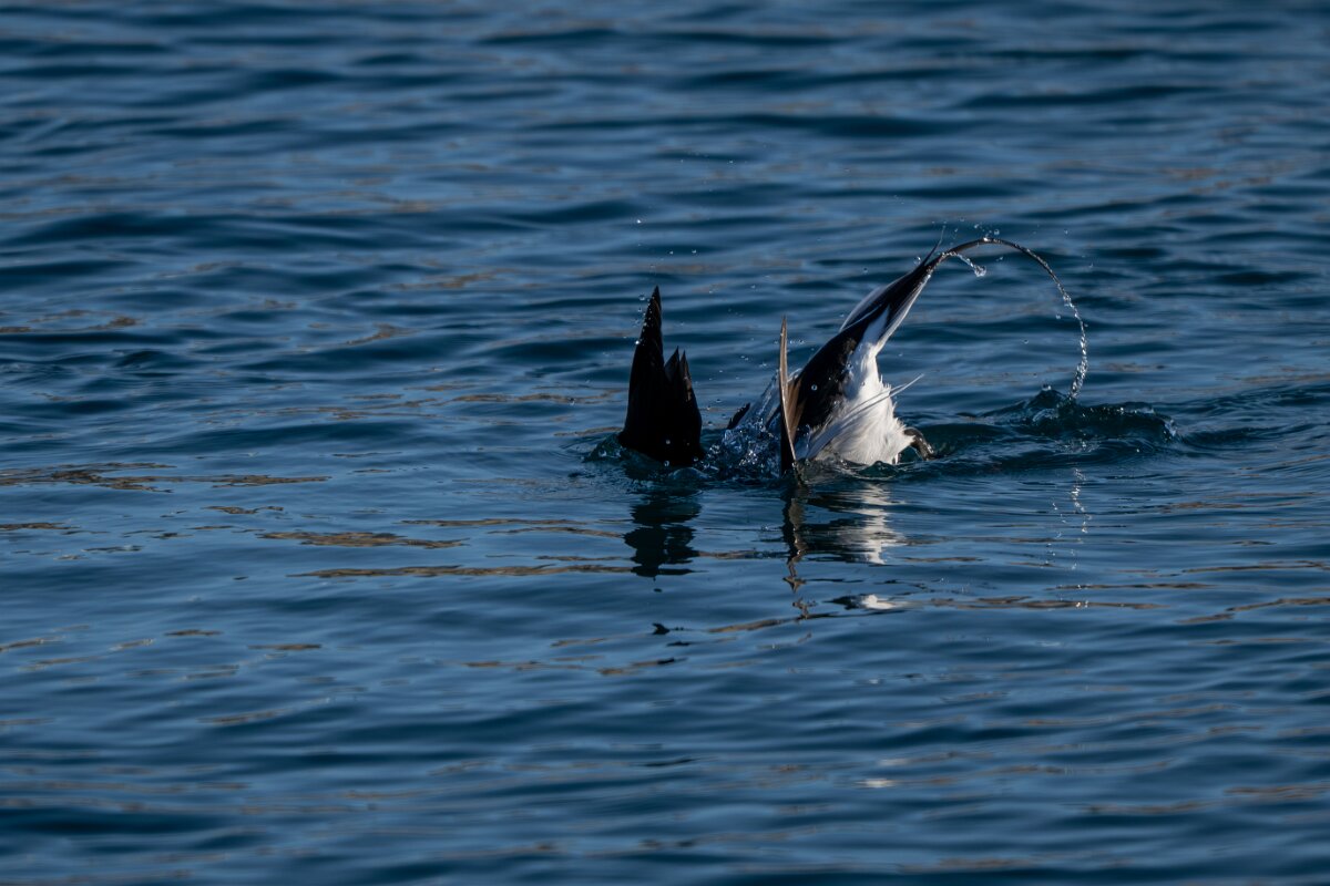 DPPhotography - Iceland - Long-tailed duck - O.jpg - Long-tailed duck, male diving - Húsavík harbour