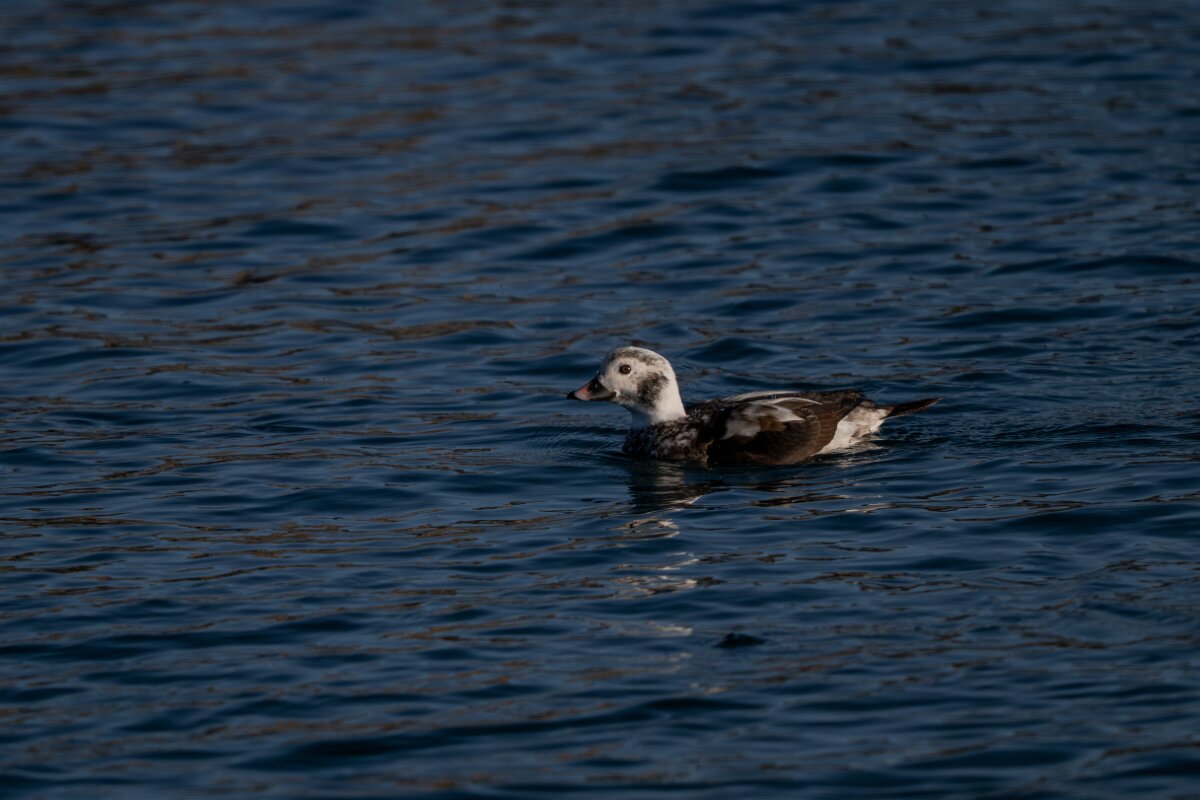 DPPhotography - Iceland - Long-tailed duck - P.jpg - Long-tailed duck, female - Húsavík harbour