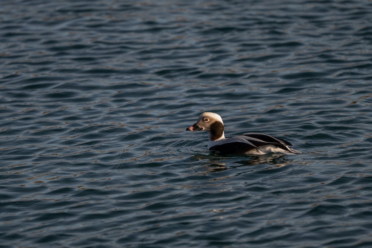 DPPhotography - Iceland - Long-tailed duck - Q.jpg - Long-tailed duck, male - Húsavík harbour