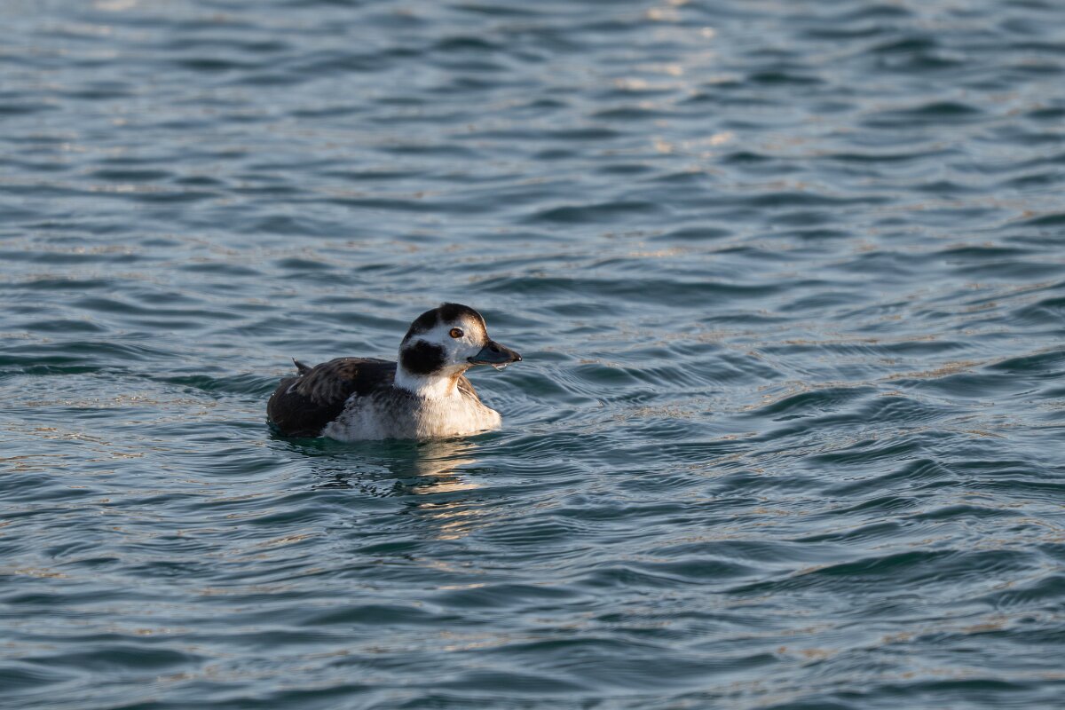 DPPhotography - Iceland - Long-tailed duck - R.jpg - Long-tailed duck, female - Húsavík harbour