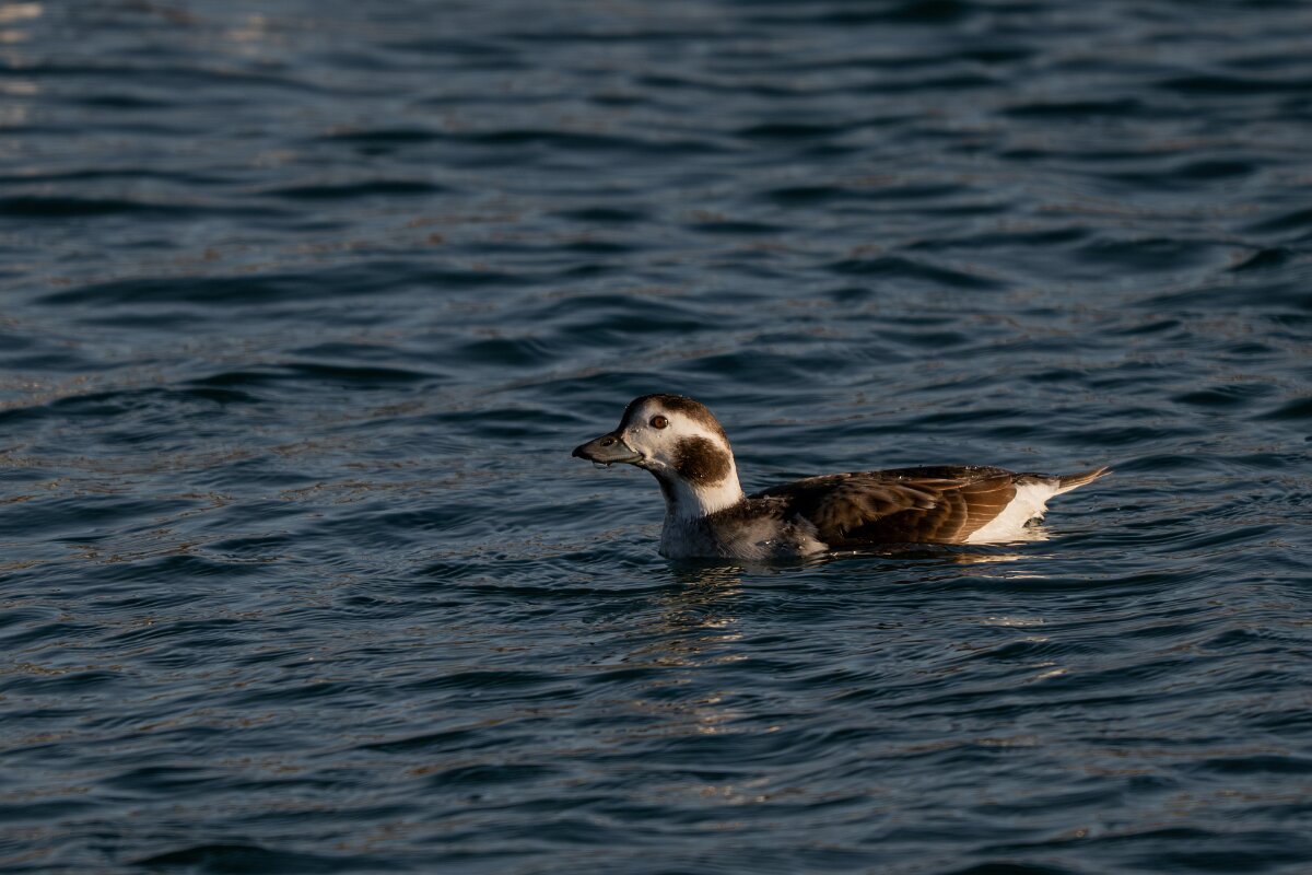 DPPhotography - Iceland - Long-tailed duck - S.jpg - Long-tailed duck, female - Húsavík harbour