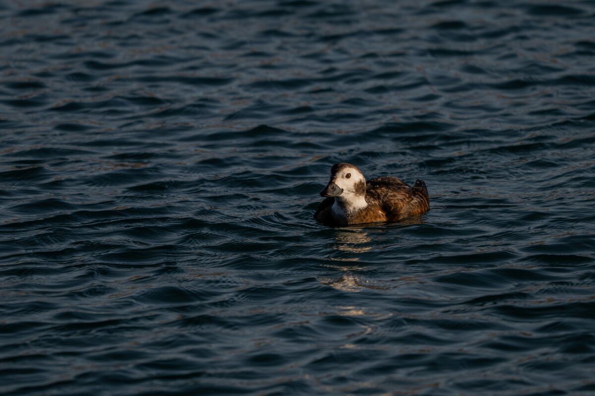 DPPhotography - Iceland - Long-tailed duck - T.jpg - Long-tailed duck, female - Húsavík harbour