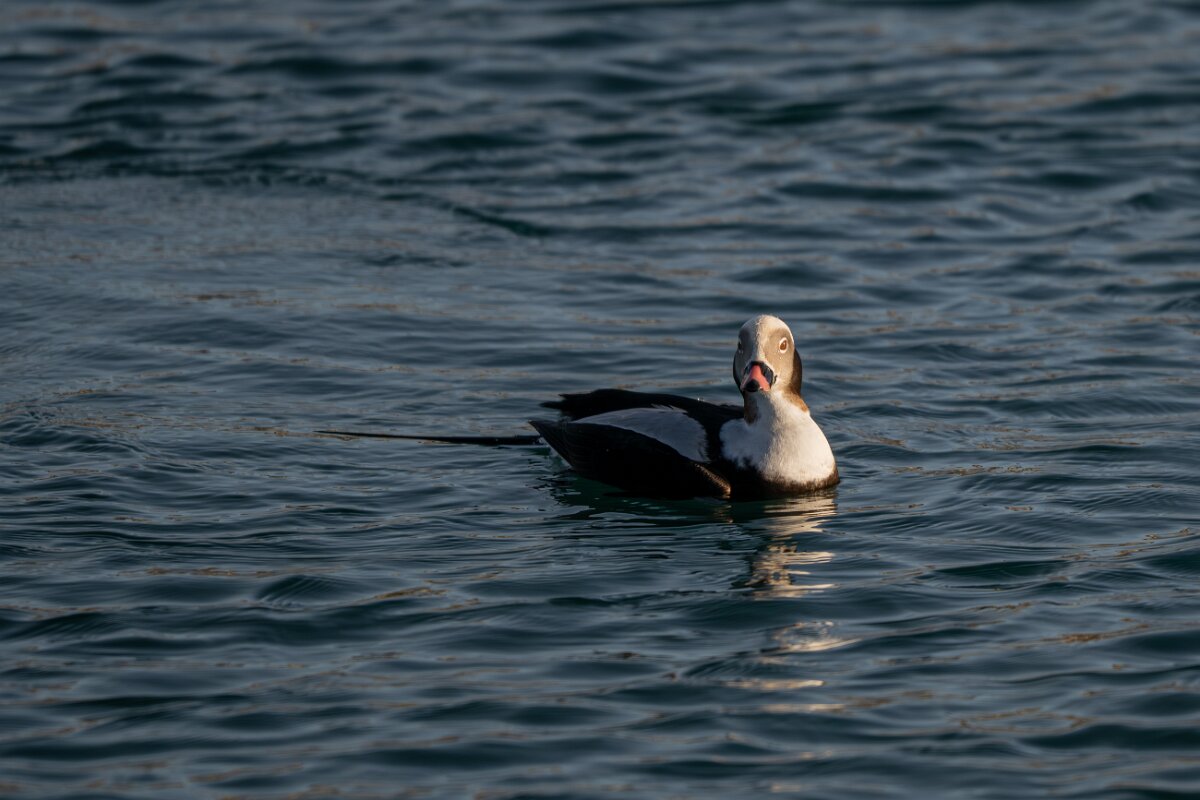 DPPhotography - Iceland - Long-tailed duck - V.jpg - Long-tailed duck, male - Húsavík harbour