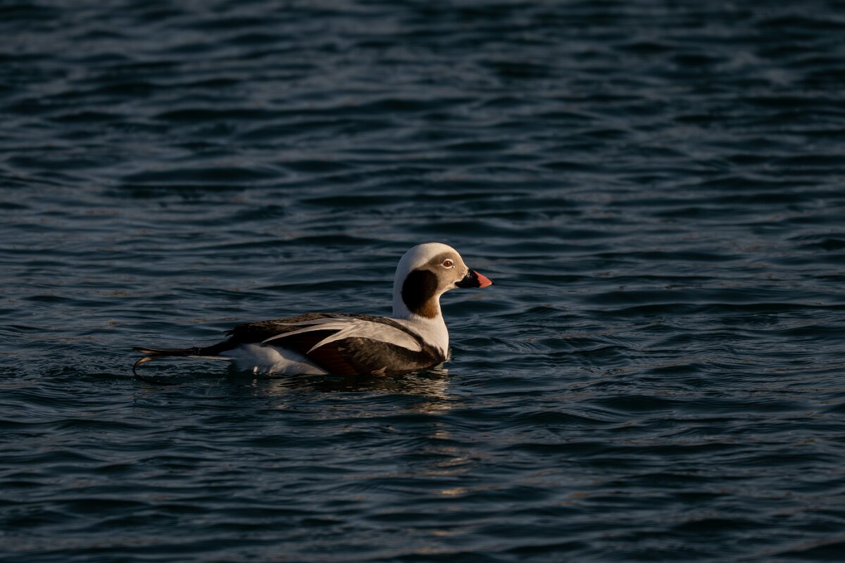 DPPhotography - Iceland - Long-tailed duck - W.jpg - Long-tailed duck, male - Húsavík harbour